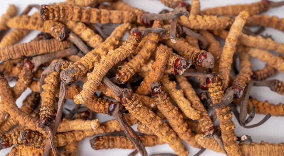 Cordyceps